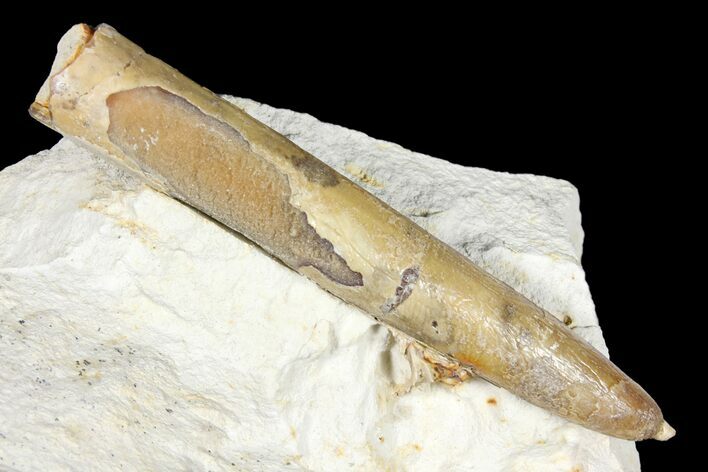 Belemnite Fossil In Rock Jedrzejow Poland For Sale